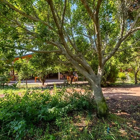 Likya Yanartas Bungalows Çıralı